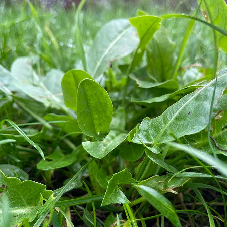 Sorrel Leaves