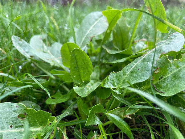 Sorrel Leaves