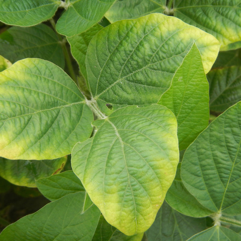 Soy Leaves