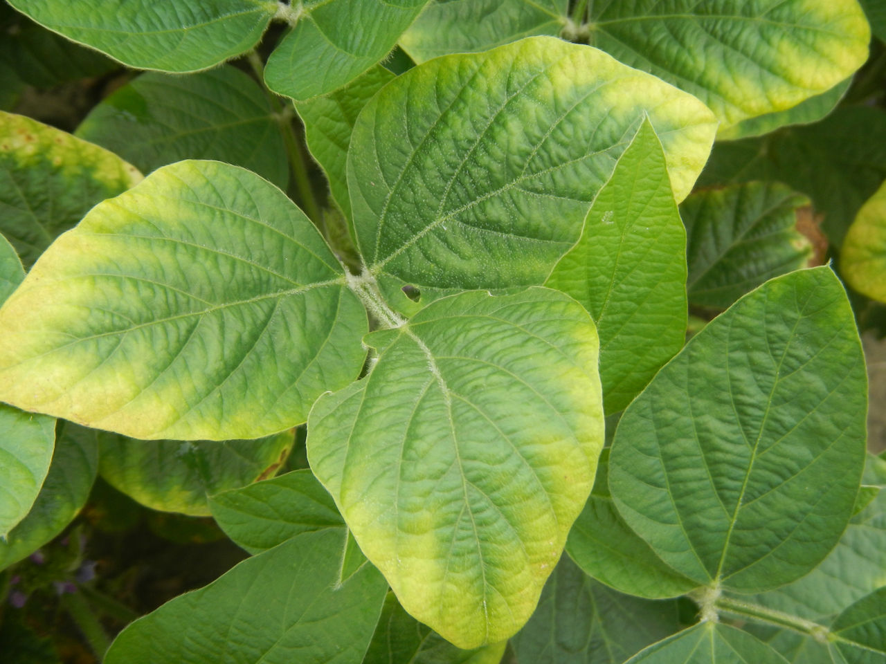 Soy Leaves