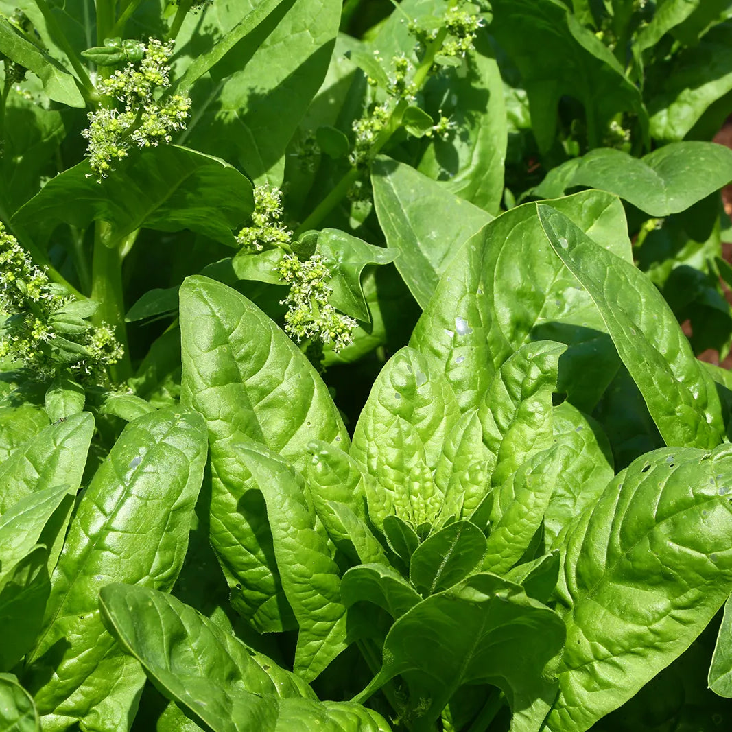 Spinach