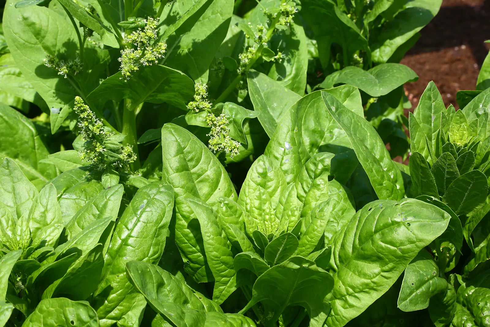 Spinach