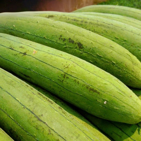 Sponge Gourd