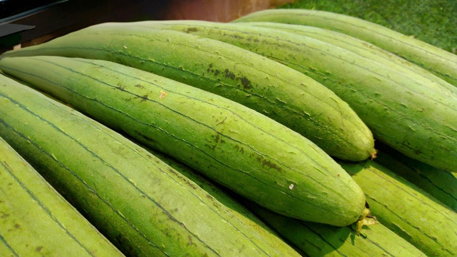 Sponge Gourd