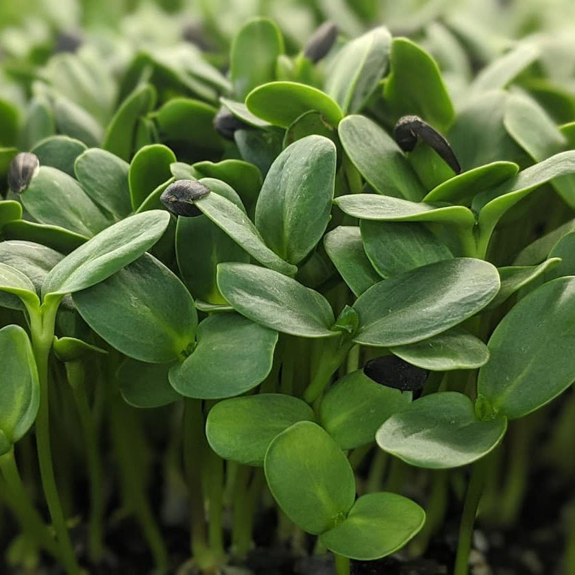 Sunflower Microgreens