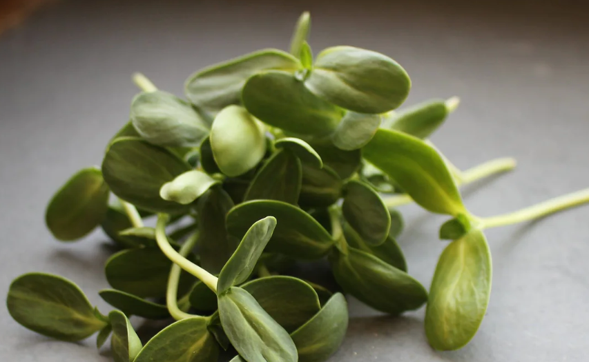 Soybean Sprouts