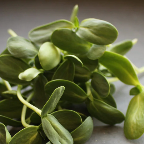 Sunflower Sprouts