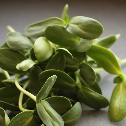 Sunflower Sprouts