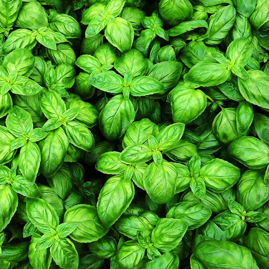 Sweet Basil