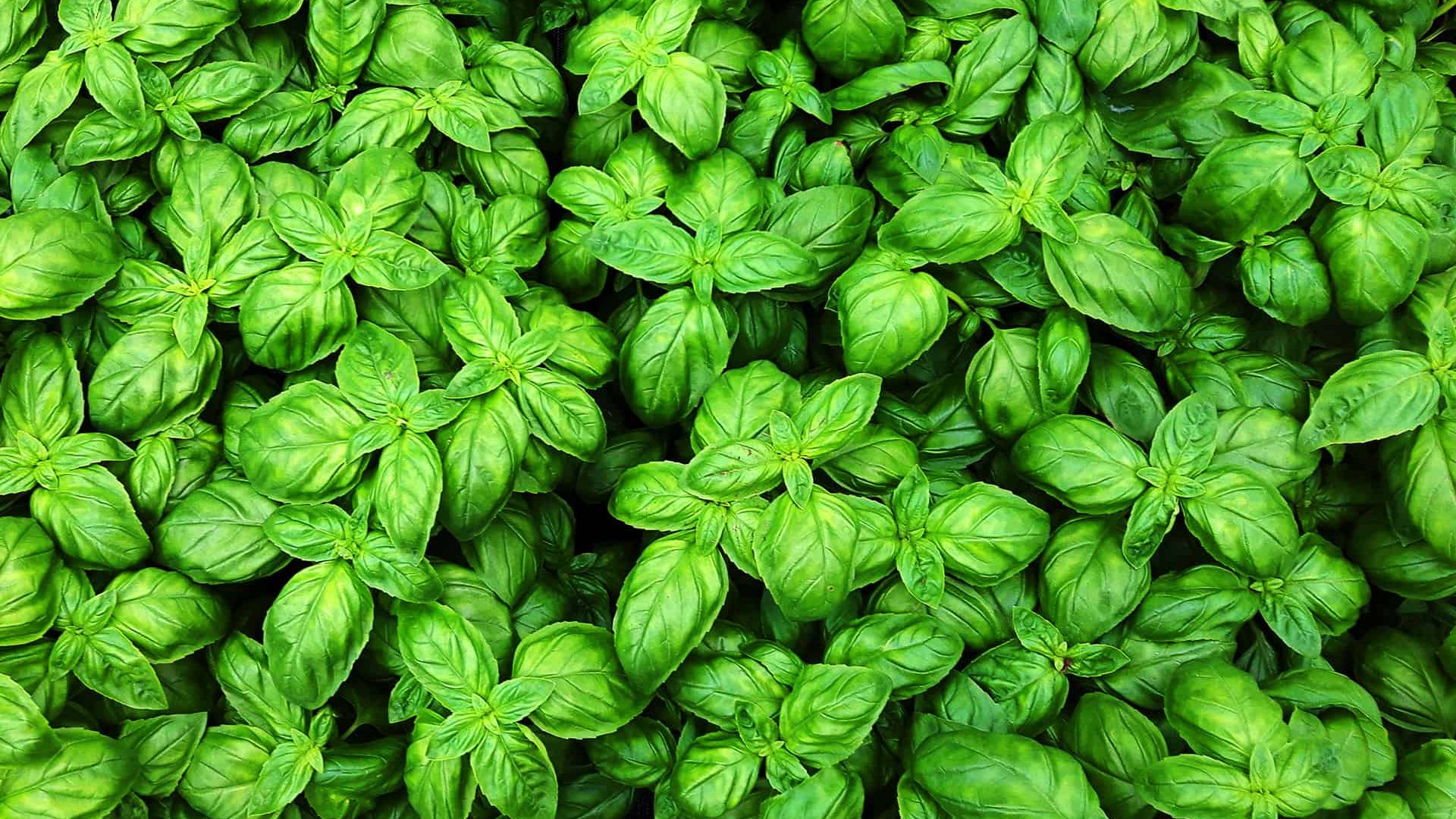 Sweet Basil