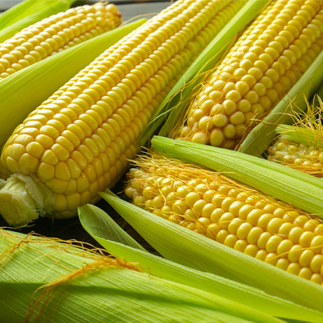 Sweet Corn