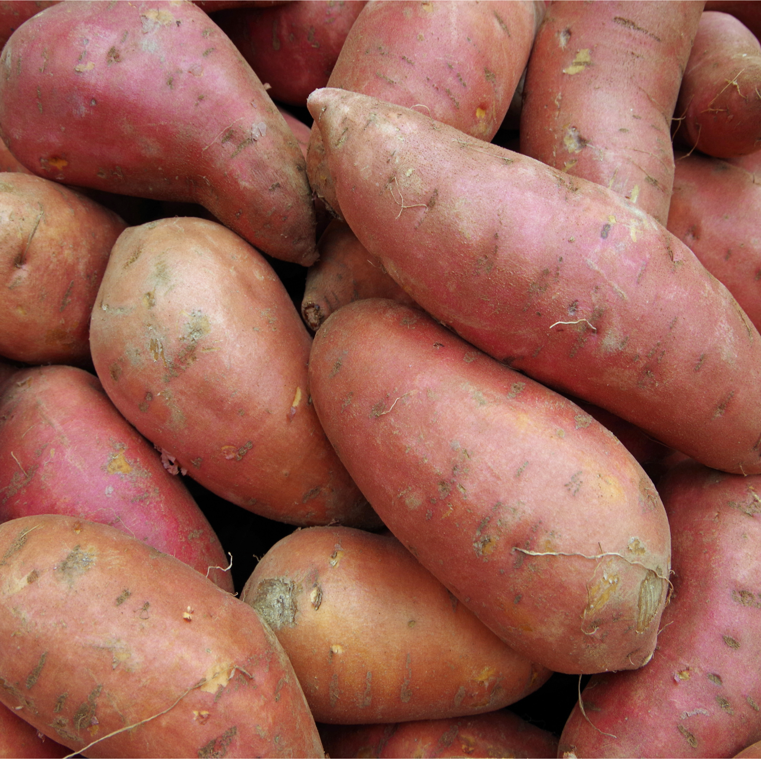 Sweet Potato