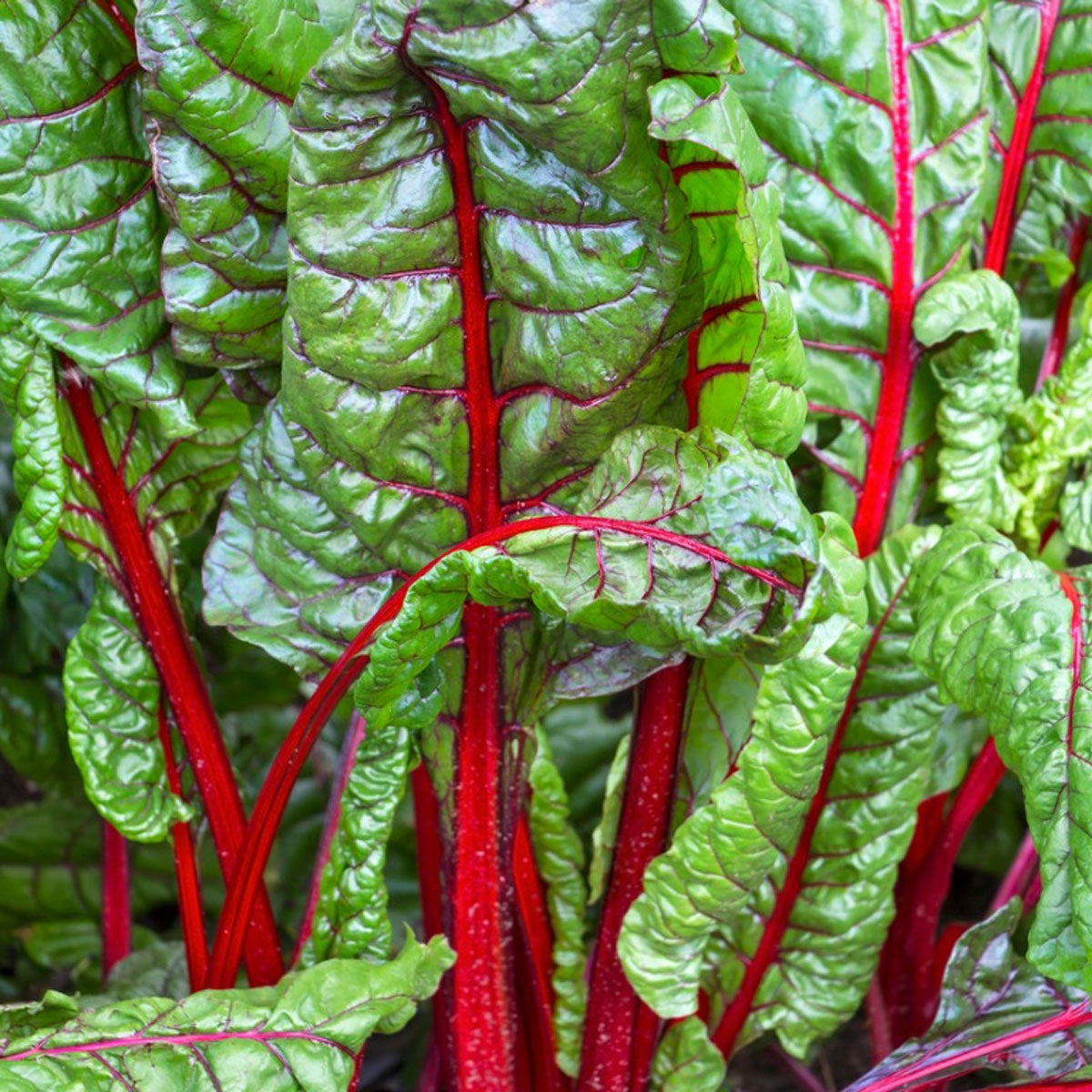 Swiss Chard