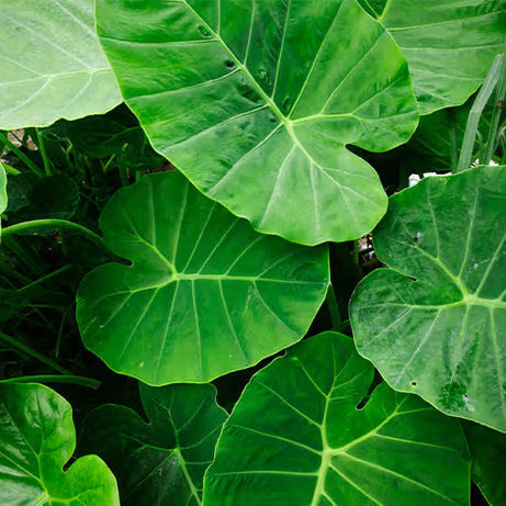 Colocasia - Taro