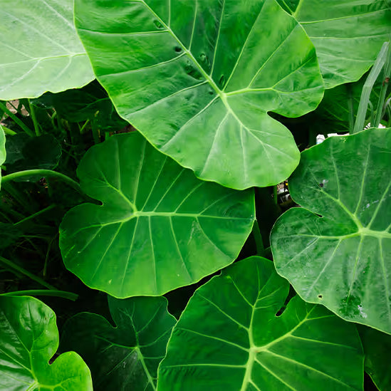 Colocasia - Taro