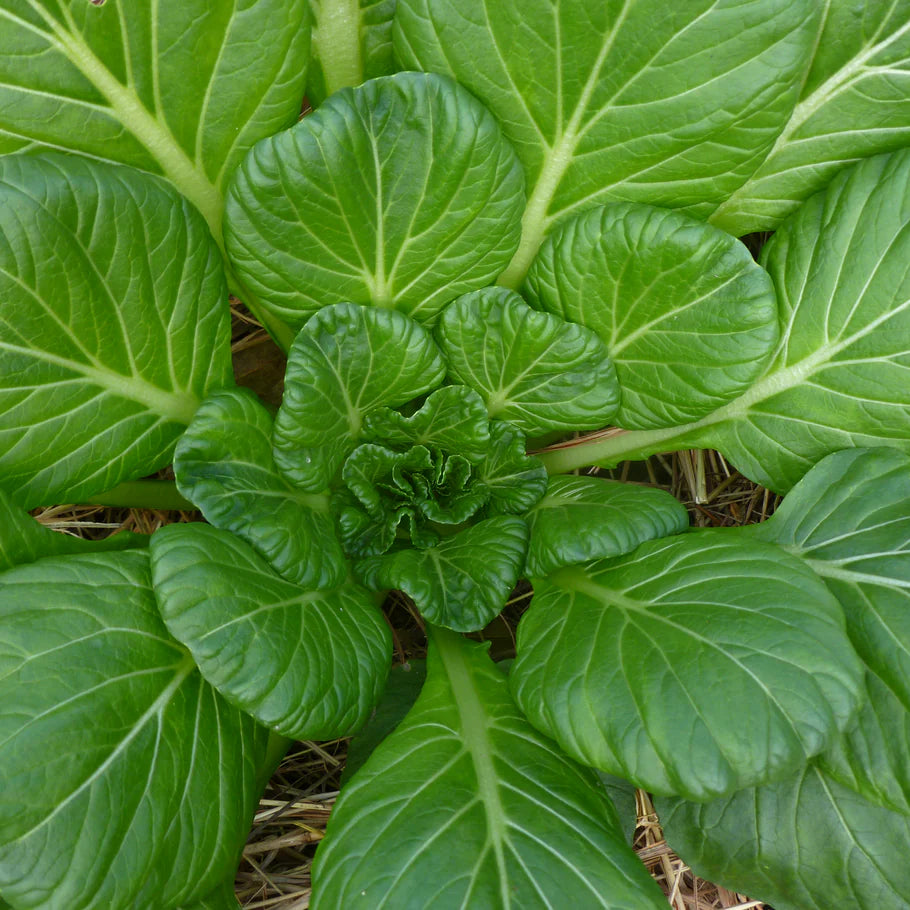 Tatsoi