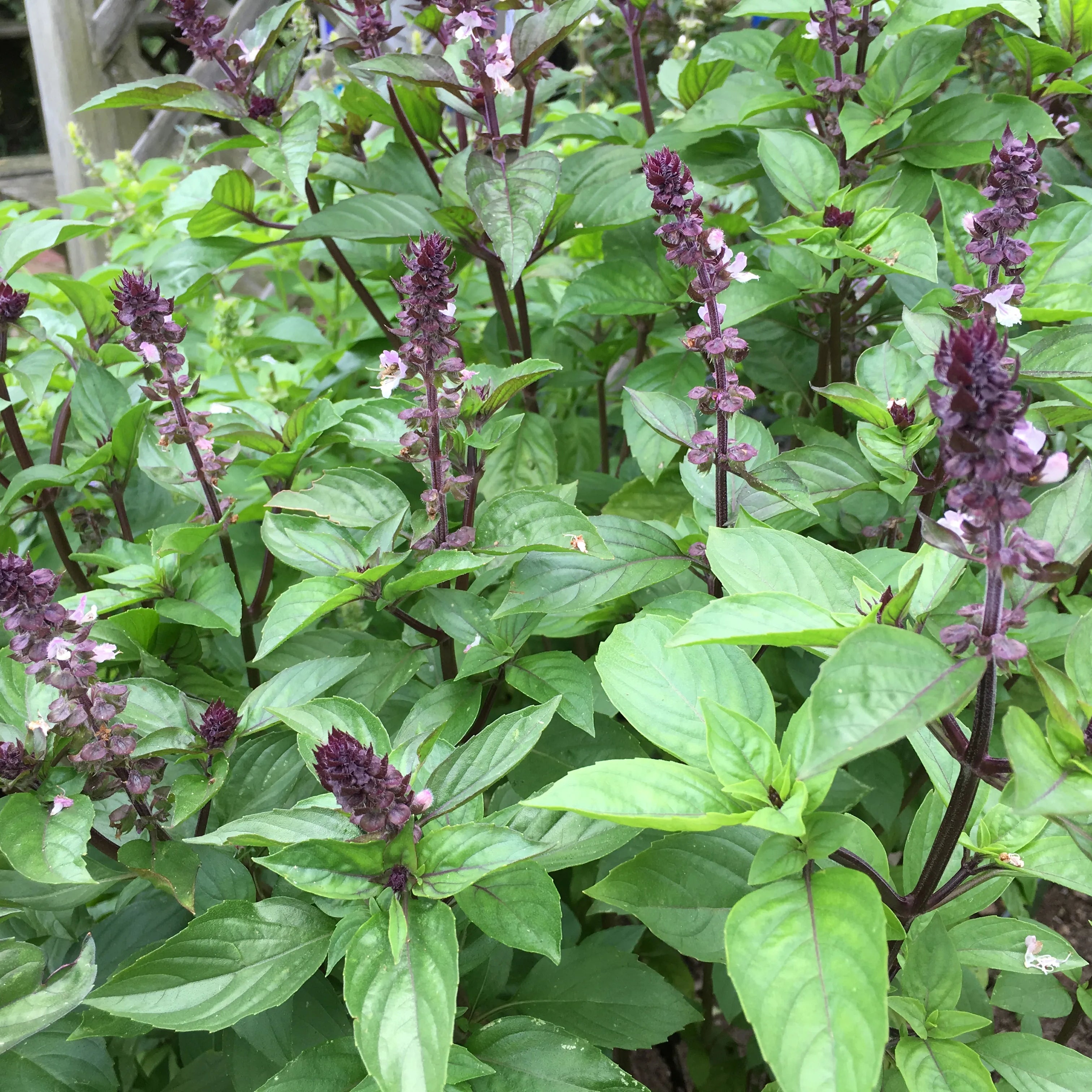 Thai Basil