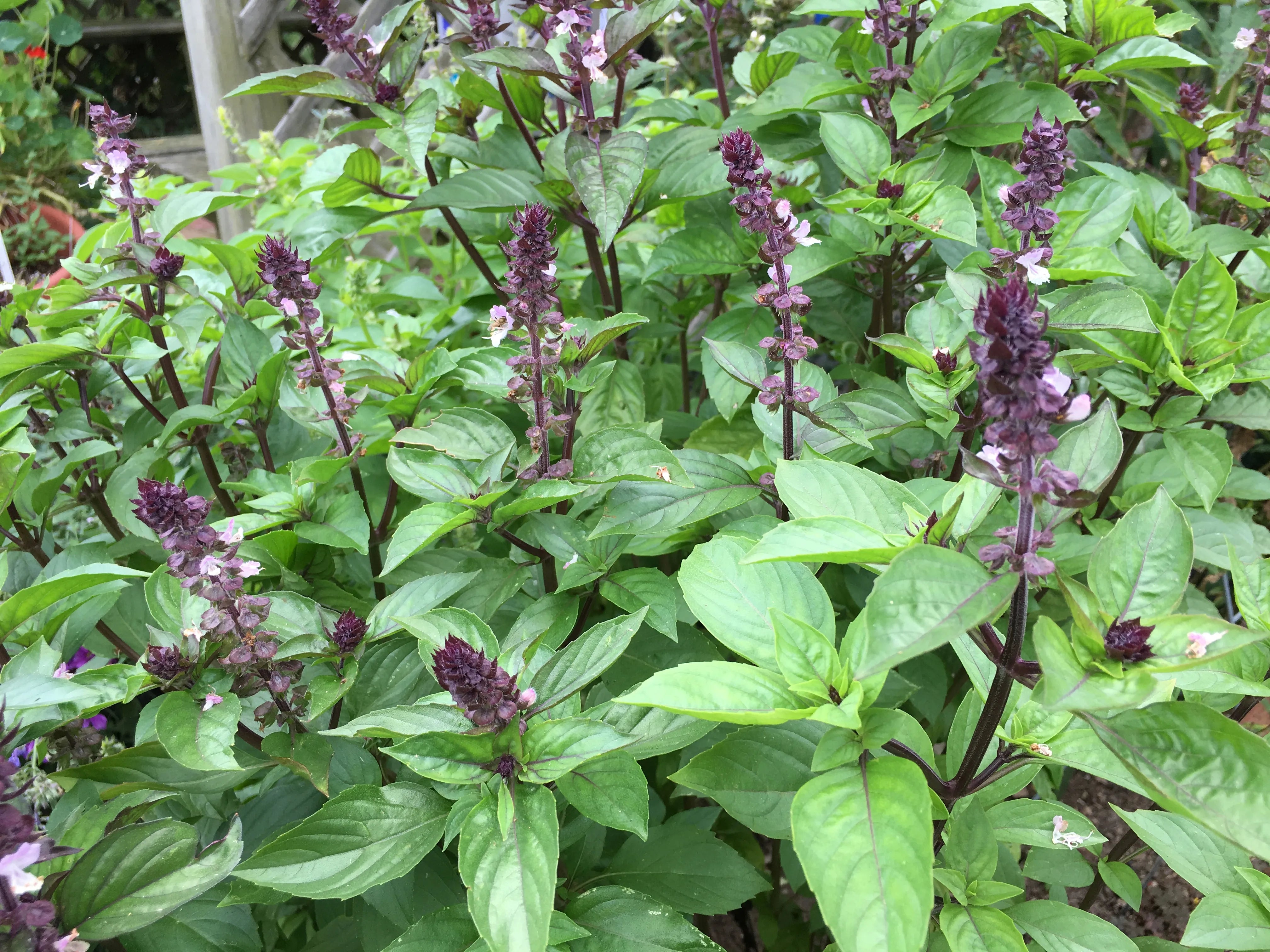 Thai Basil