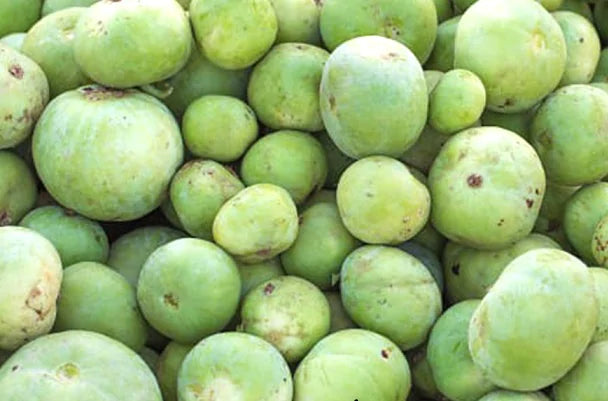 Tinda - Apple Gourd