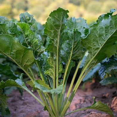 Turnip Greens