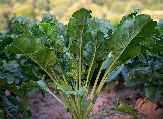 Turnip Greens