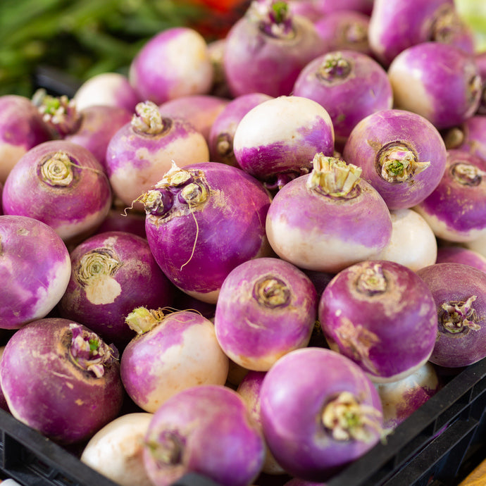 Turnip Purple