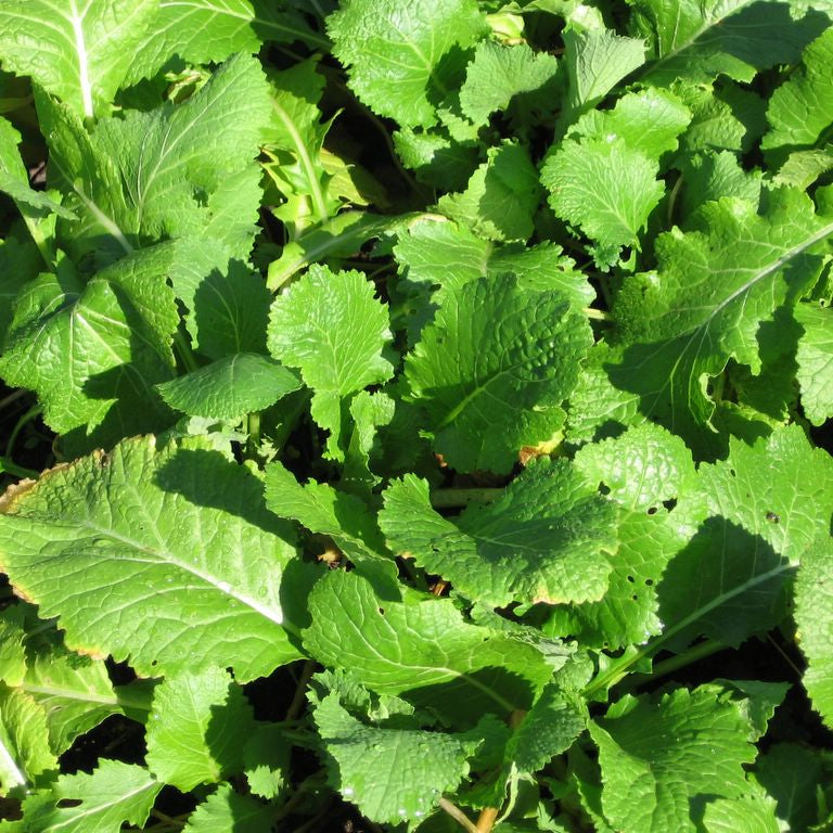 Turnip Tops
