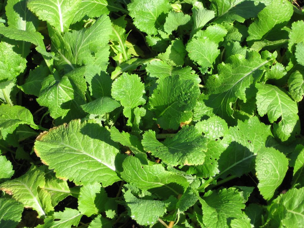 Turnip Tops