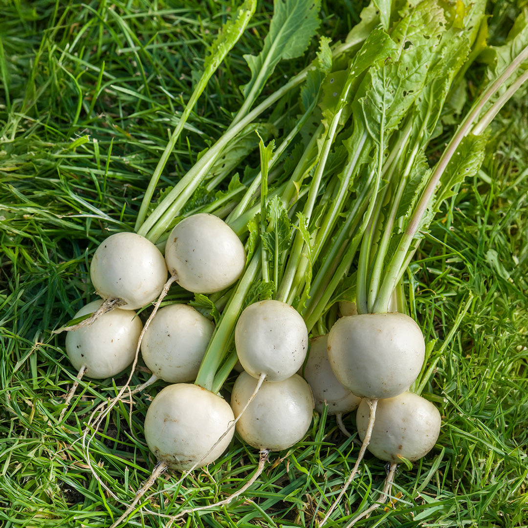 Turnip White