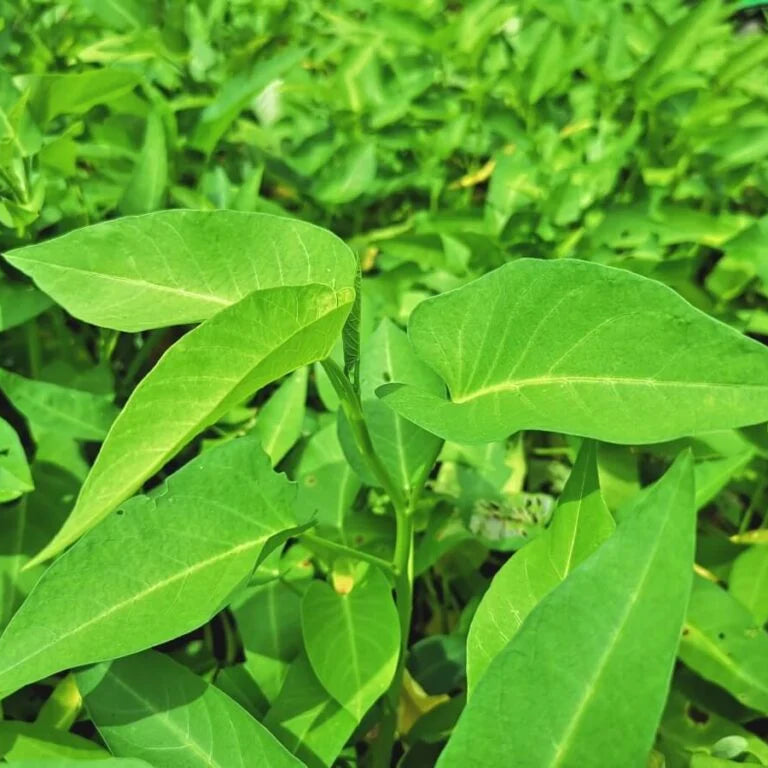 Water Spinach