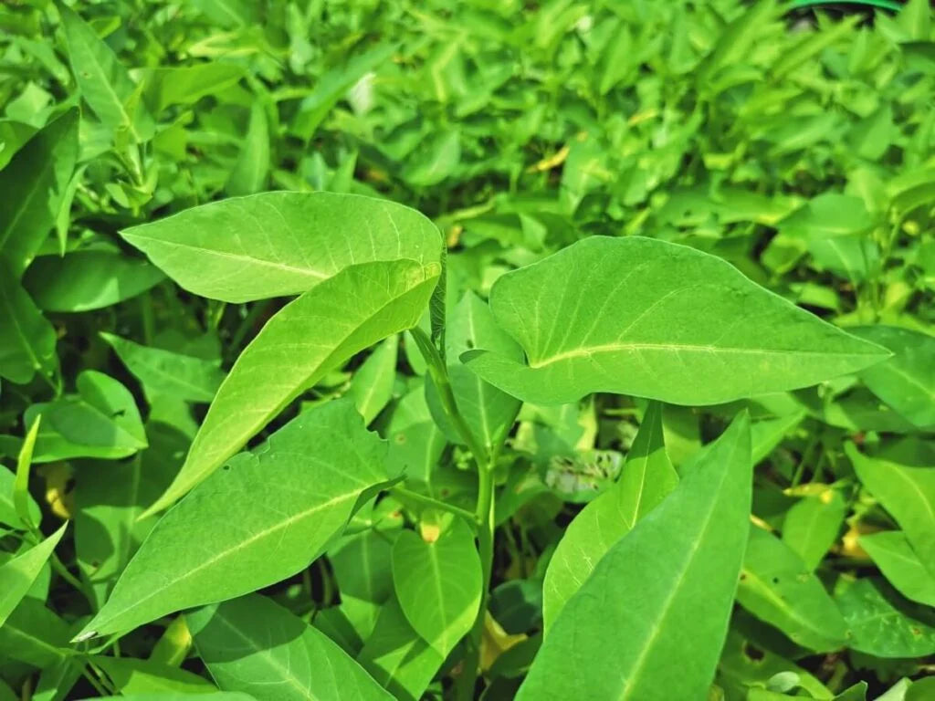 Water Spinach