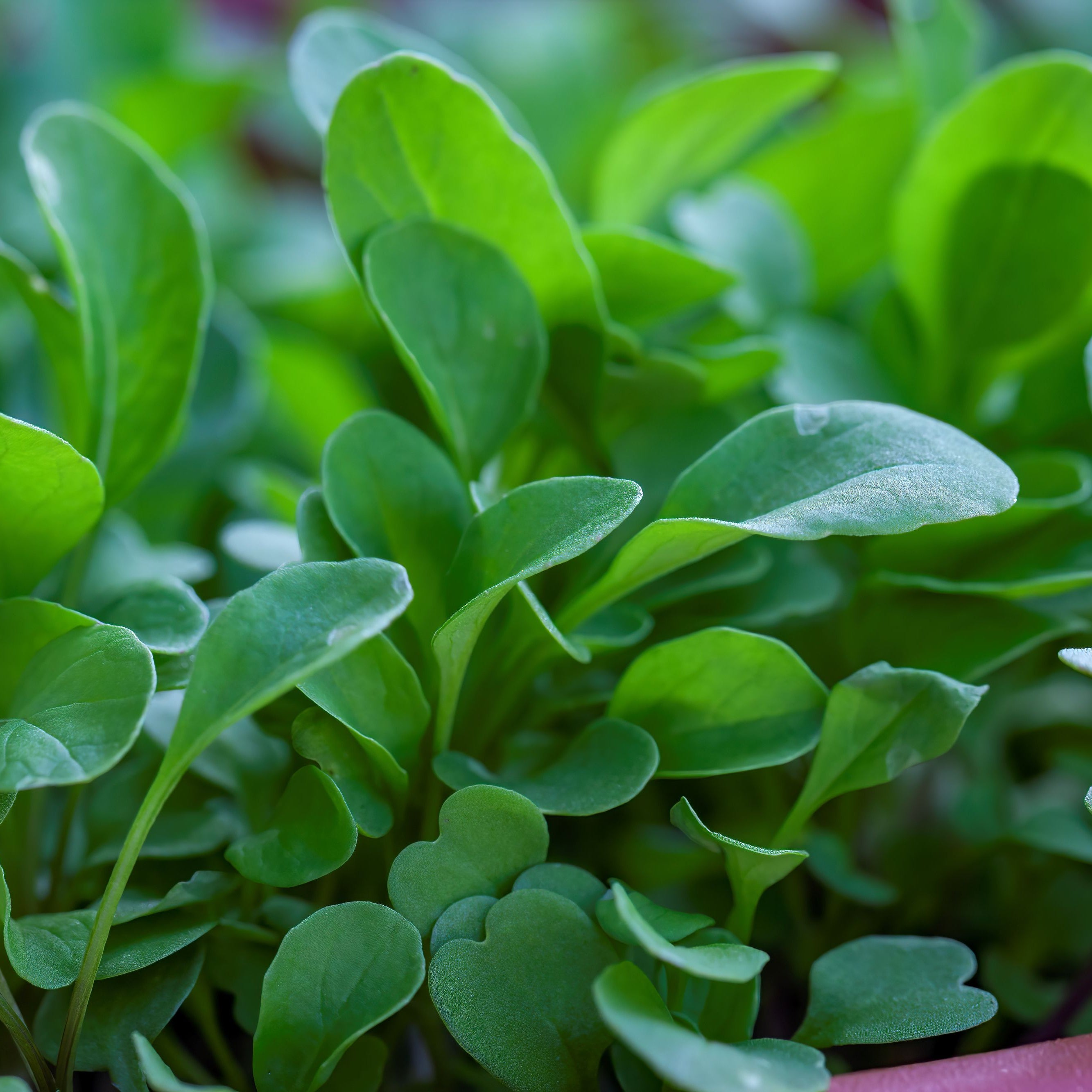 Watercress
