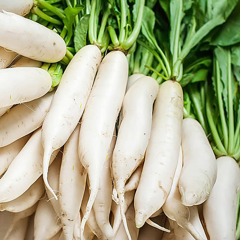 White Radish