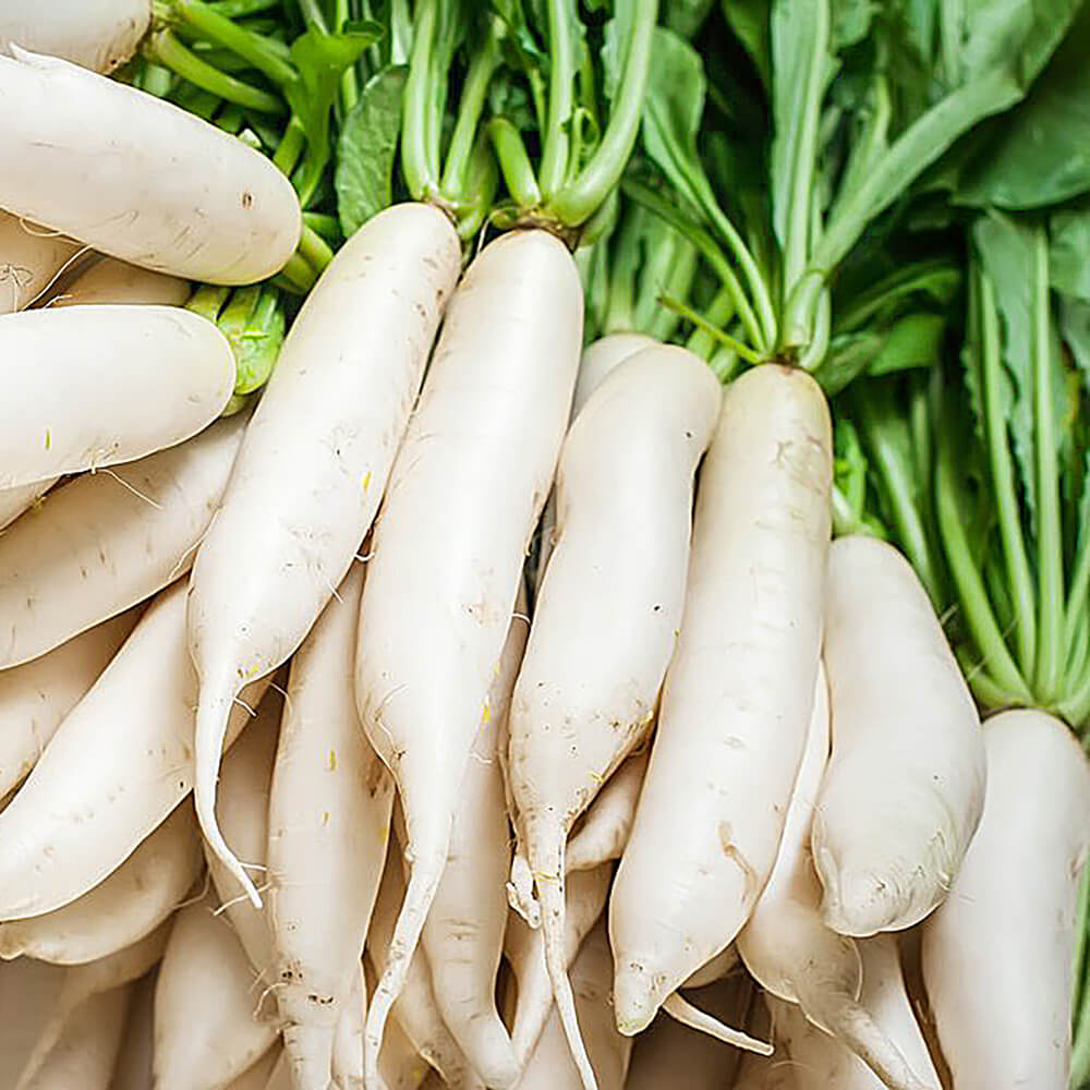 White Radish