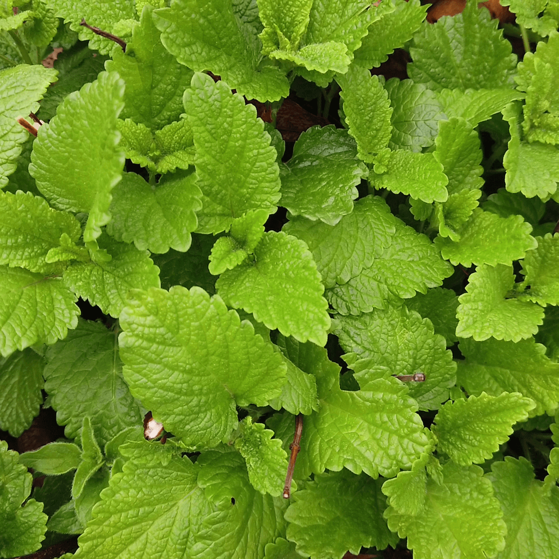 Wild Mint