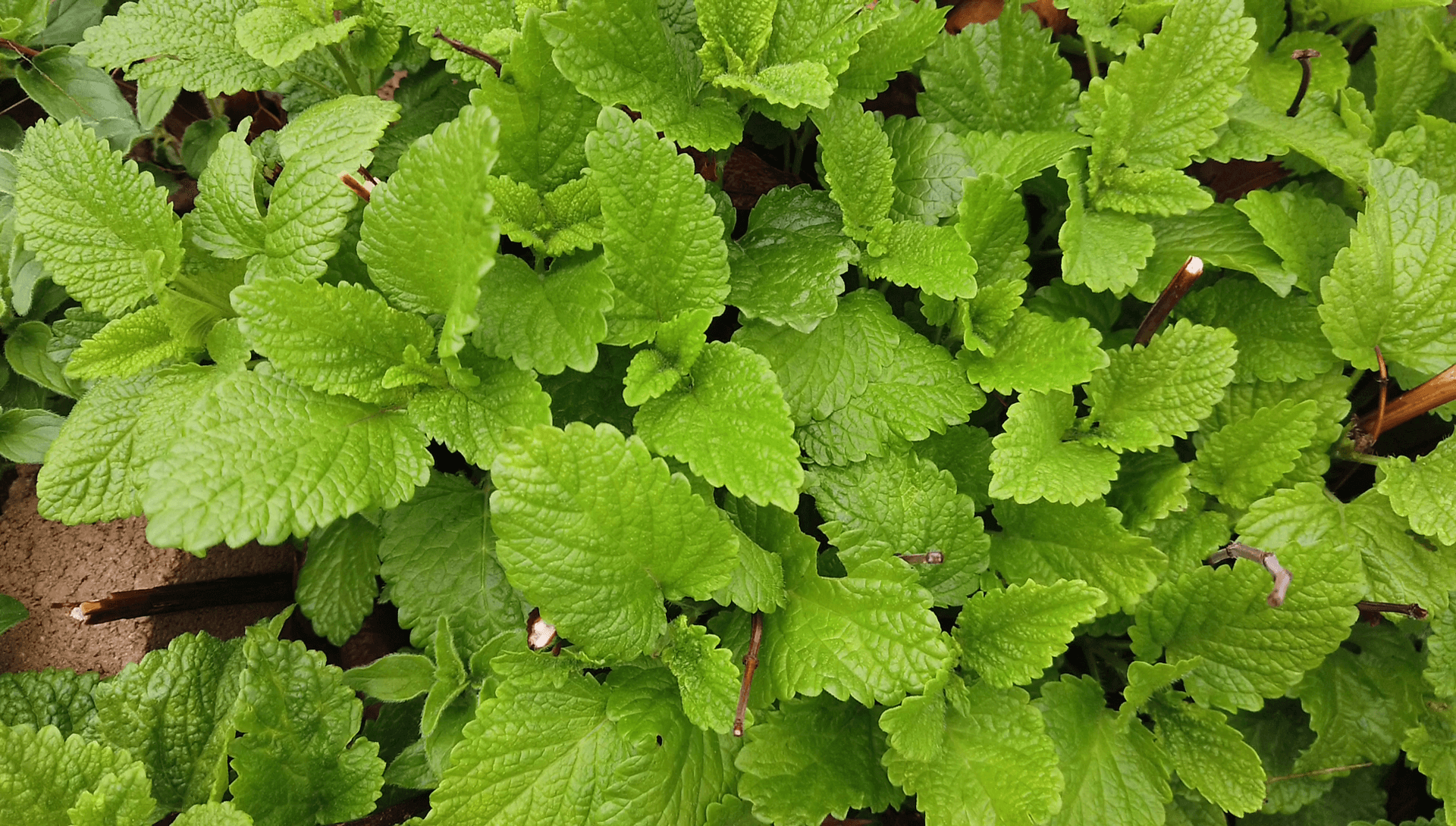 Wild Mint