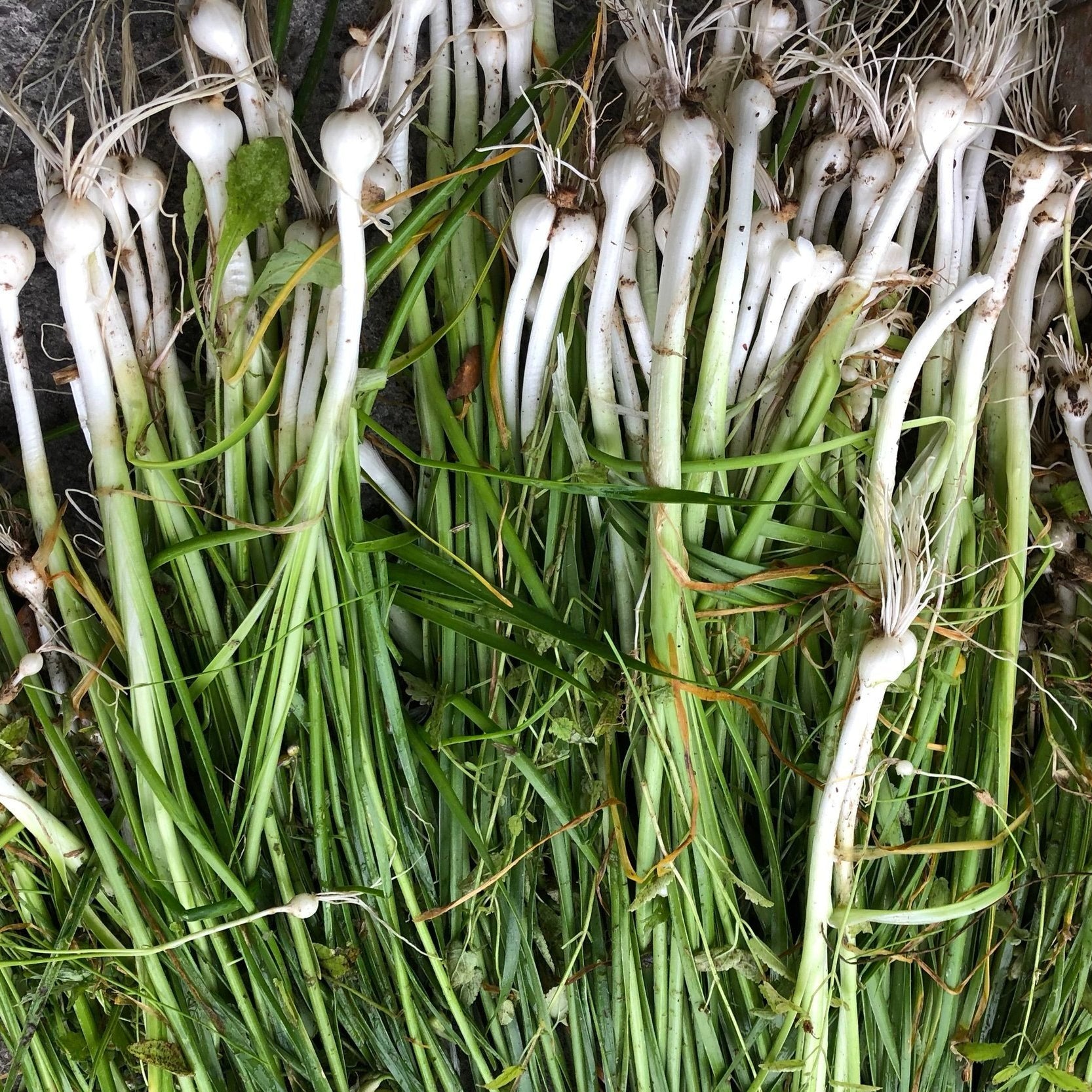 Wild Onion