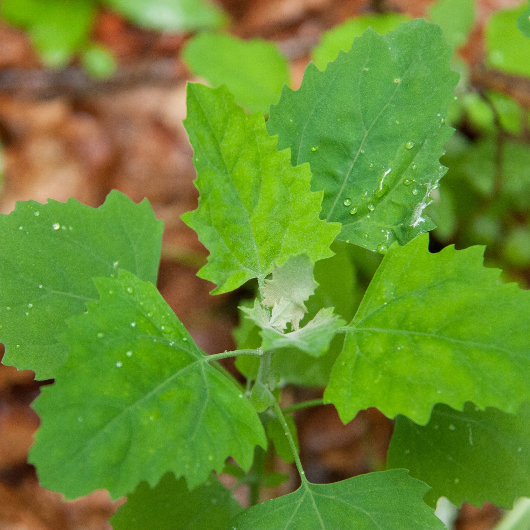 Wild Spinach