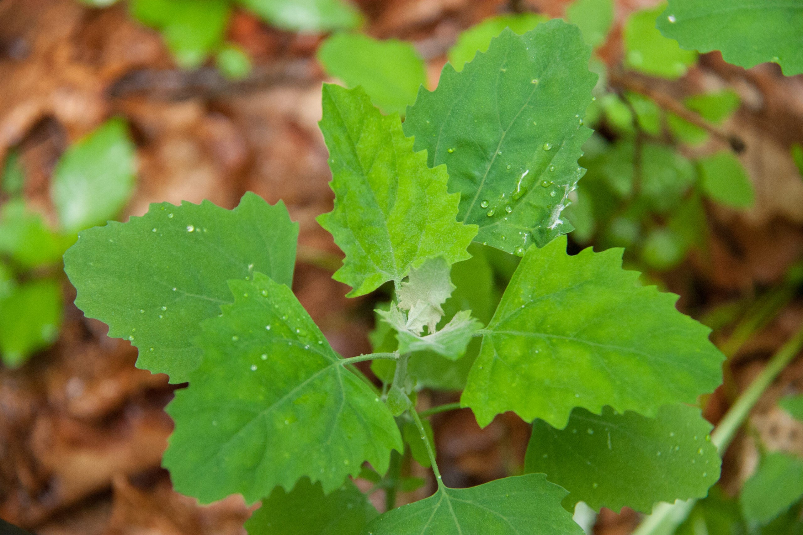 Wild Spinach