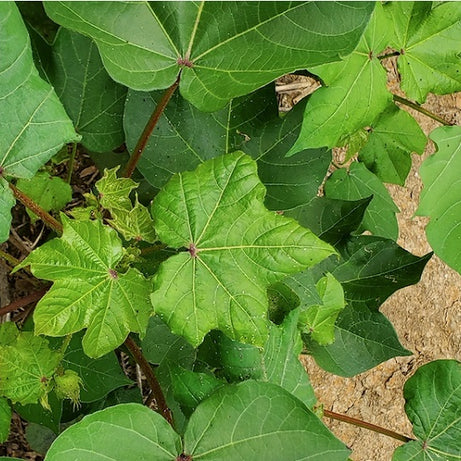 Cotton Leaves