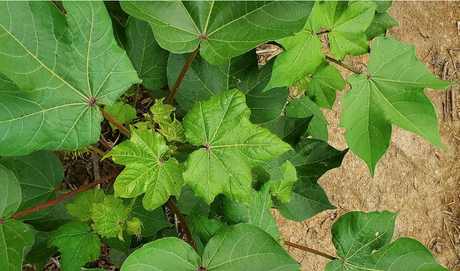 Cotton Leaves