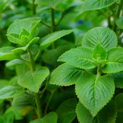 Indian Borage