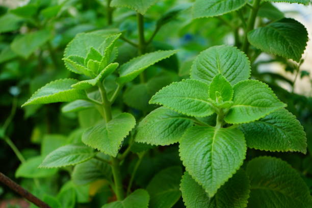 Indian Borage