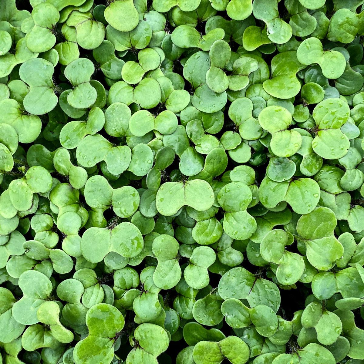 Mustard Sprouts