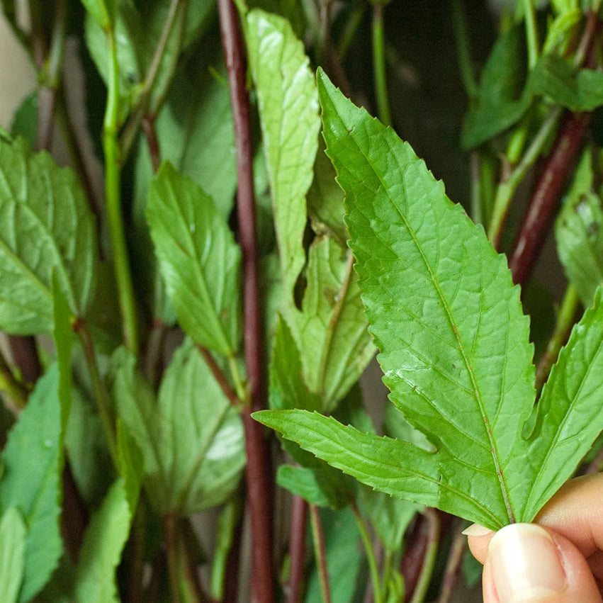 Roselle Leaves
