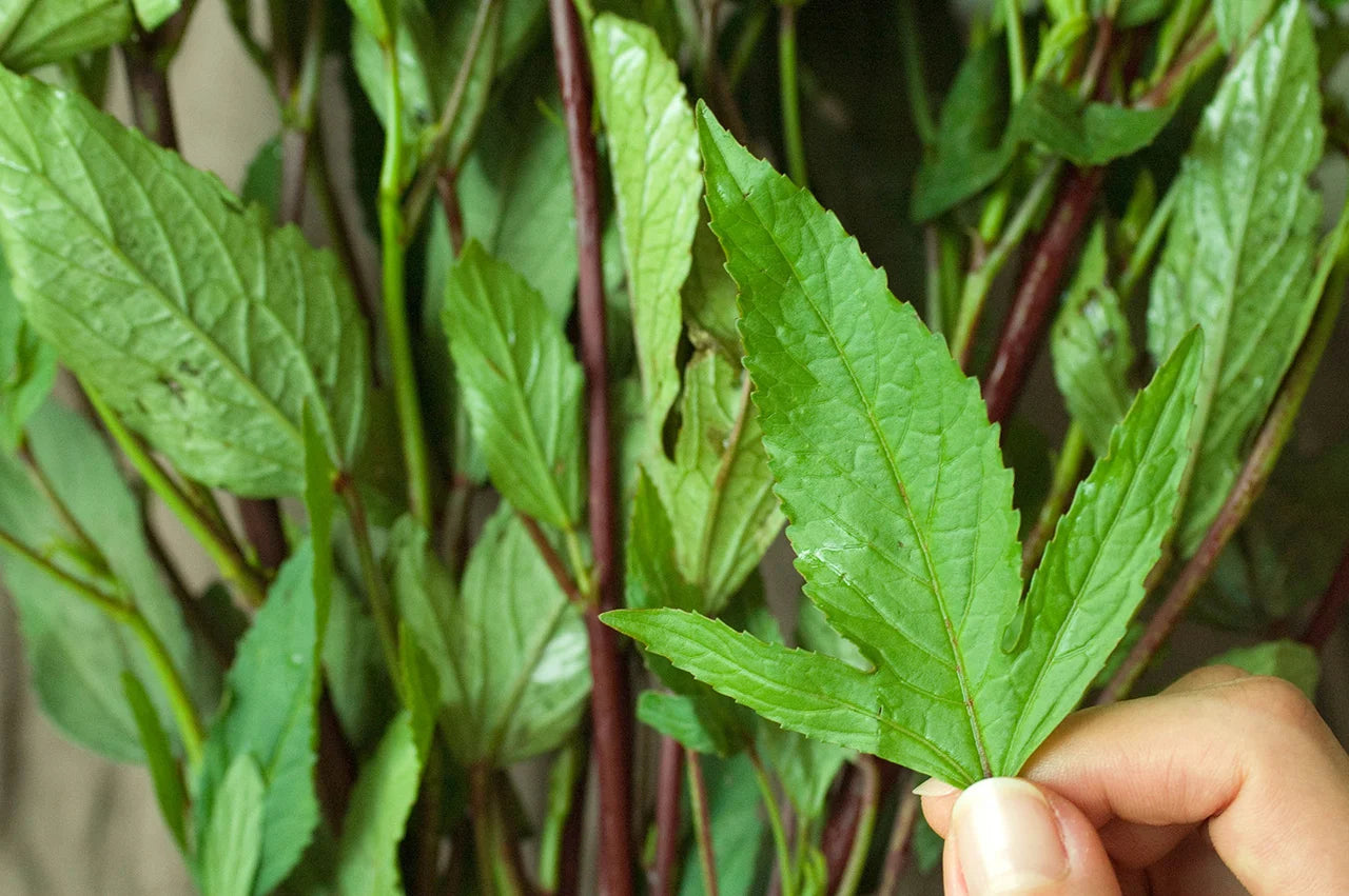 Roselle Leaves