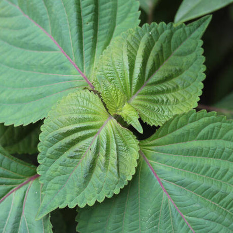 Sesame Leaves