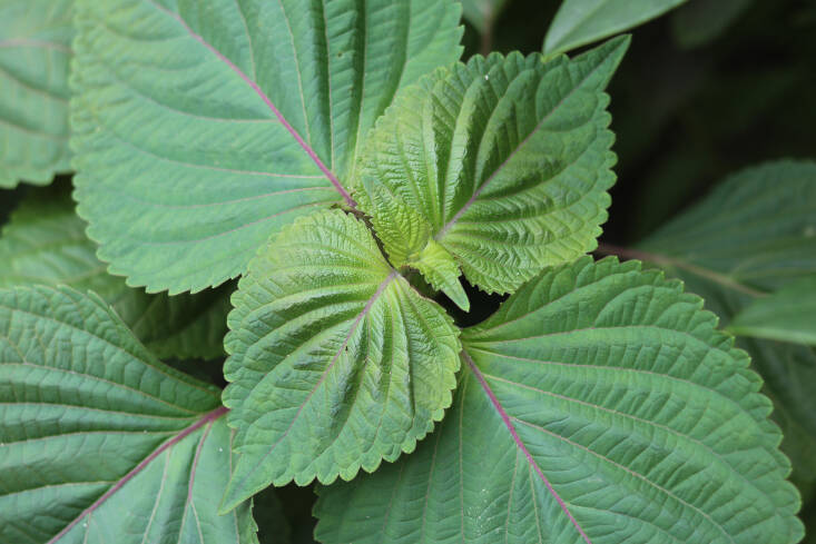 Sesame Leaves
