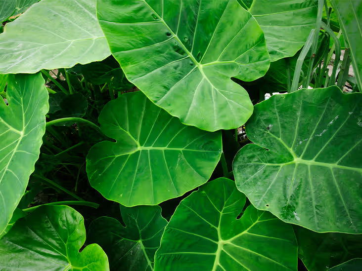 Taro Leaves