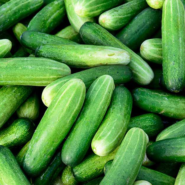 Cucumber